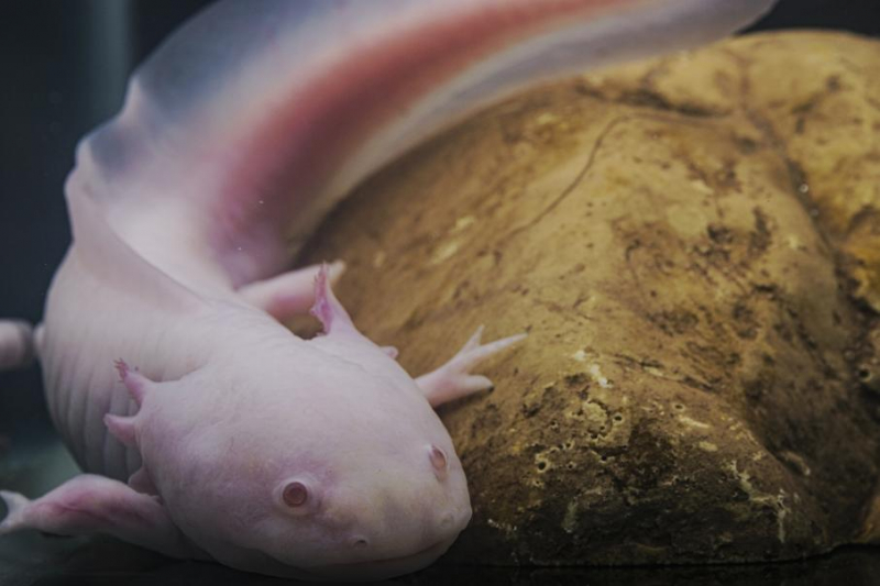 Научная экспедиция к глубоководным вулканам Индийского океана обнаружила причудливых рыб-ящериц