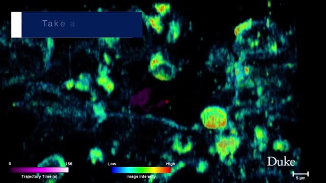 Опубликовано видео проникновения вируса в клетки