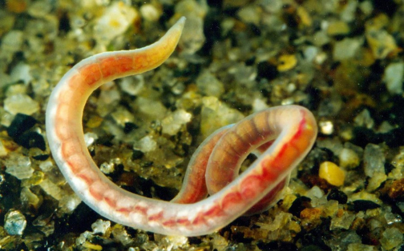 Томские биологи доказали, что черви очищают водоемы от микропластика