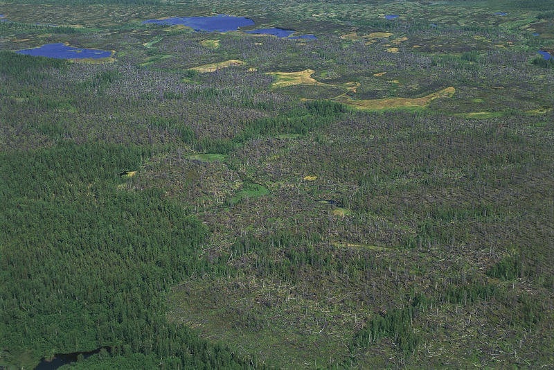 Учёные создали алгоритм для предсказания возможной гибели видов растений и животных