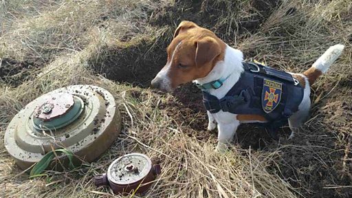 "Раньше нужно было выжить, а сейчас хочется жить". Как Киевская область переживает блэкауты