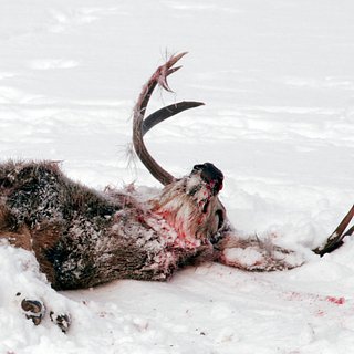 Биолог перечислила скрытые в вечной мерзлоте России опасности