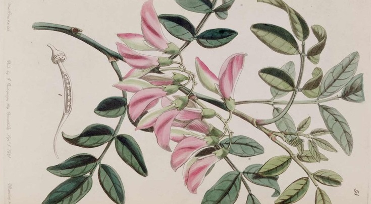 Ботаники отобрали 50 кандидатов на развымирание