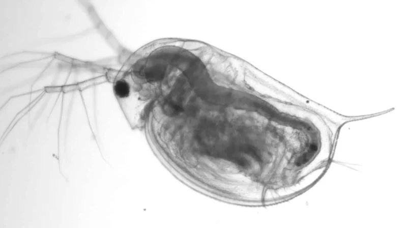 Эксперты: ослабление магнитного поля Земли ослабит жизнеспособность зоопланктона