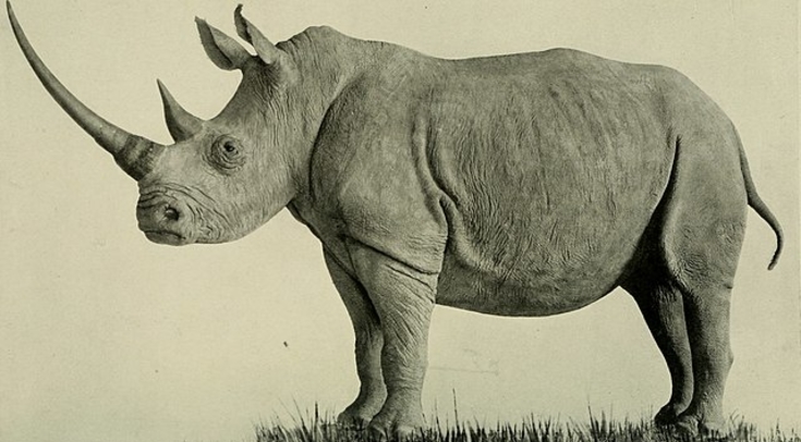 Клетки кожи северного белого носорога превратили в предшественники яйцеклеток