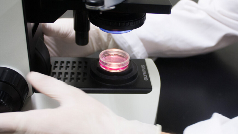 Найдены организмы, способные питаться только вирусами