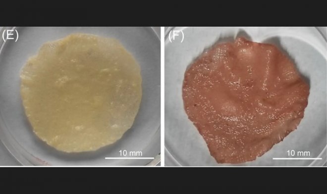 Отходы сельского хозяйства отлично подошли для выращивания синтетического мяса