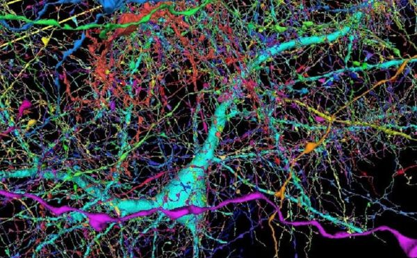 Таинственные реснички в мозге играют решающую роль в восприятии времени