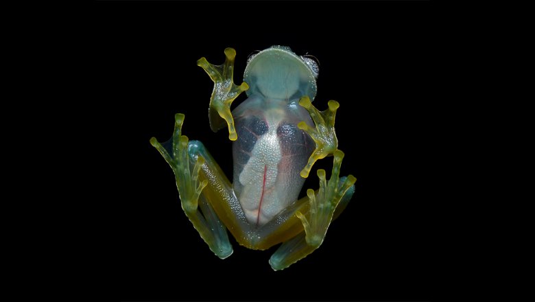 Ученые разгадали секрет прозрачности стеклянных лягушек