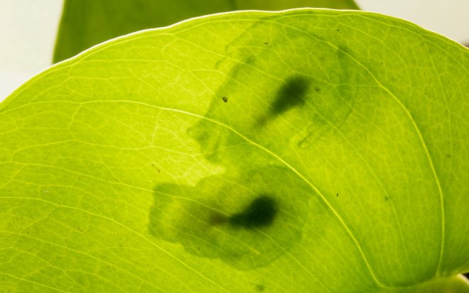 Ученые разгадали тайну прозрачности «стеклянных лягушек» 