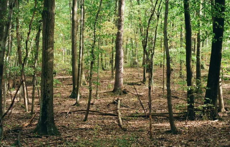 Ученые сократили время цветения деревьев с десятилетия до нескольких месяцев