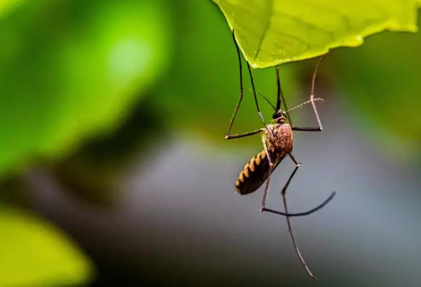 Учёные обнаружили ещё одну опасность комаров