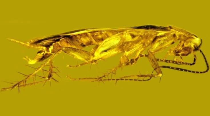 В доминиканском янтаре нашли тараканьи сперматозоиды возрастом 25-30 миллионов лет
