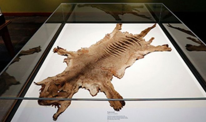 В шкафу австралийского музея нашли останки последнего известного тасманского тигра