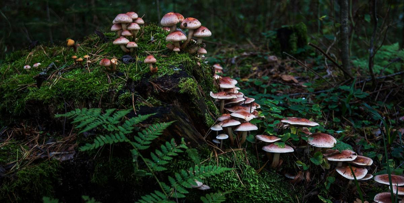 Выявлена связь грибов с поедающими клетки растений изнутри микроорганизмами