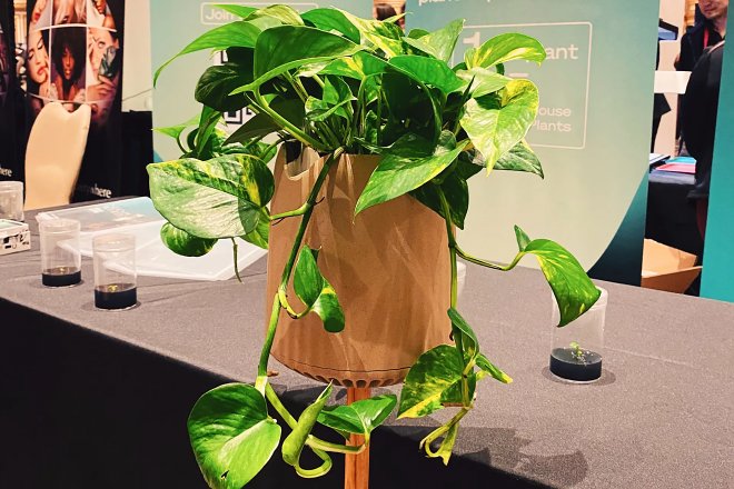 Биоинженерное растение Neo P1 очищает воздух в 30 раз лучше обычных насаждений