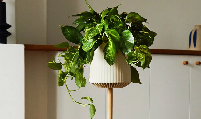 Биоинженерное растение Neo P1 очищает воздух в 30 раз лучше обычных насаждений