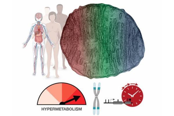 Биологи обнаружили, что быстрый метаболизм клетки вызывает старение
