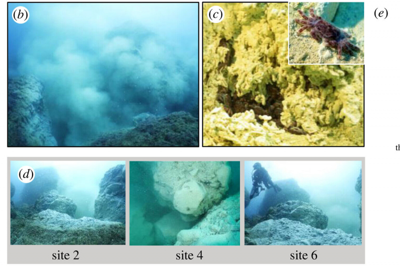 Биологи выяснили, что крабы выживают в кислых источниках, перерабатывая сероводород