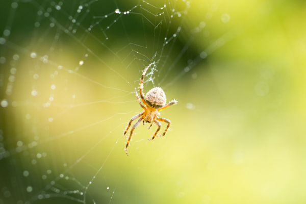 Биологи выяснили, какой вес может выдержать самая прочная паутина