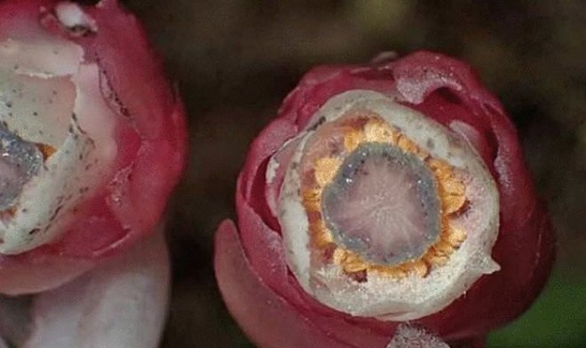 Эти странные растения в ходе эволюции полностью отказались от фотосинтеза