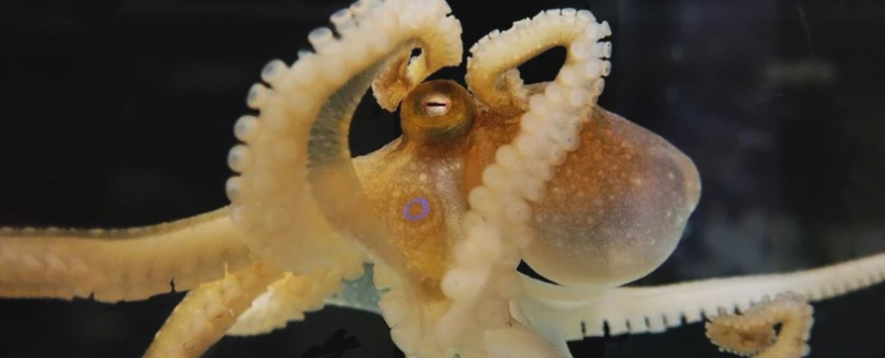 Новый анализ показал, что геномы осьминогов и кальмаров невероятно странные