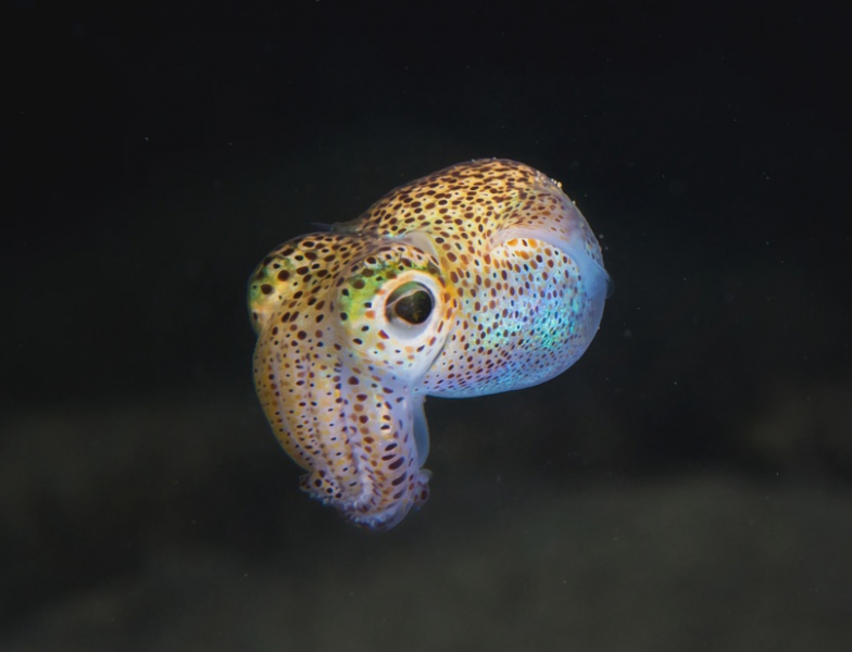 Новый анализ показал, что геномы осьминогов и кальмаров невероятно странные