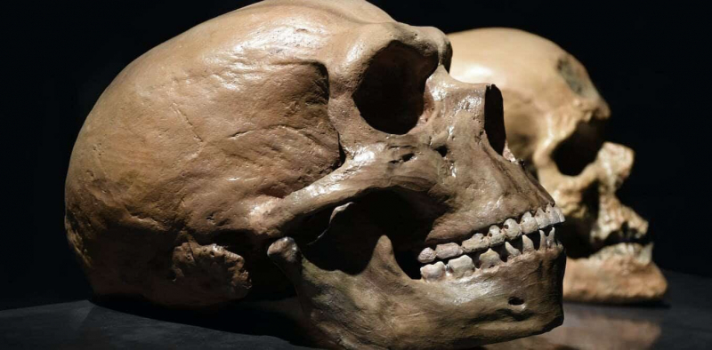 У человека и неандертальца обнаружили «синдром Питера Пэна»