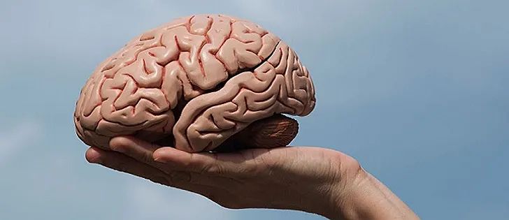 Ученые обнаружили в мозге человека неизвестный ранее защитный слой