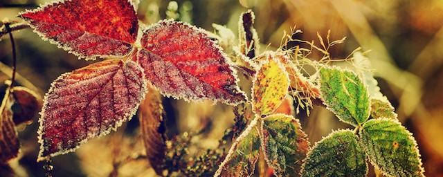Ученые раскрыли механизмы выживания листьев при обледенении