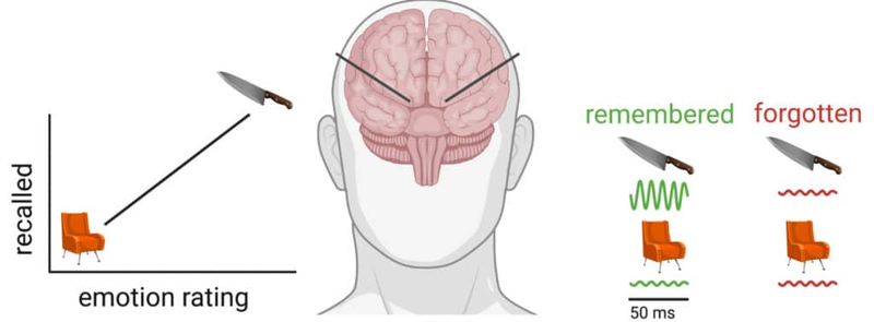 Ученые узнали, почему мы запоминаем эмоциональные события лучше, чем неэмоциональные
