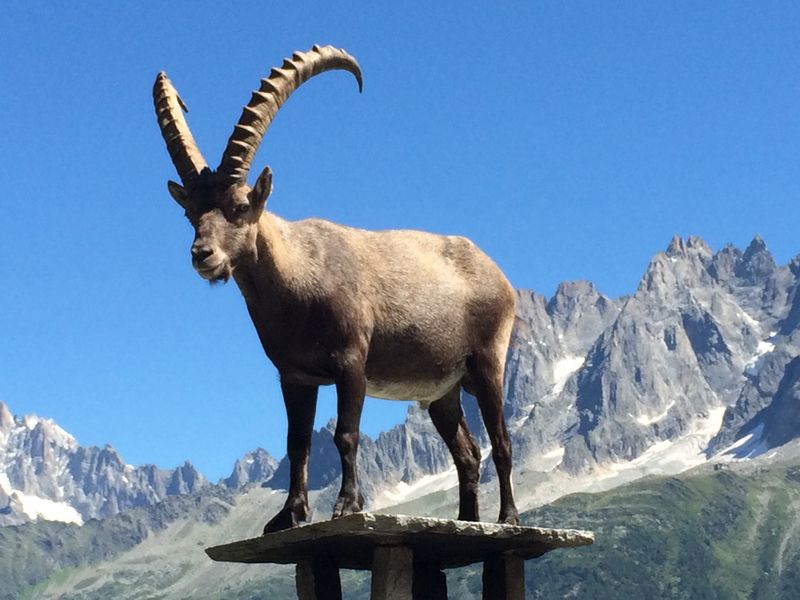 Возрождение древних животных — насколько это реально и чем может обернуться