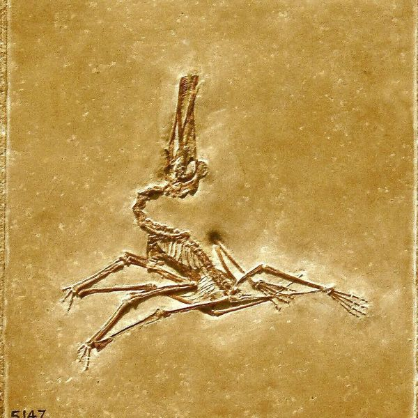 Выявлен новый вид птерозавров