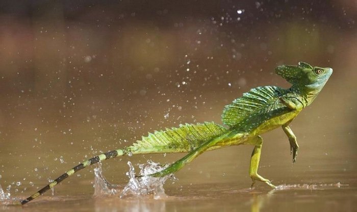 Флорида столкнулась с катастрофическим нашествием «ящериц Иисусов»