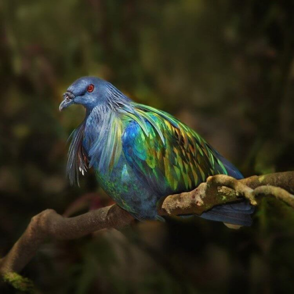Генетики хотят воскресить птиц додо. Почему другие ученые против этого?
