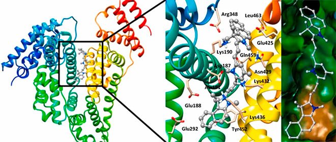 Российскими химиками предложен новый флуоресцентный маркер — краситель для медицины 