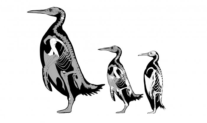 Самый большой доисторический пингвин размерами и массой напоминал взрослую гориллу 