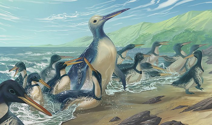 Самый большой доисторический пингвин размерами и массой напоминал взрослую гориллу 