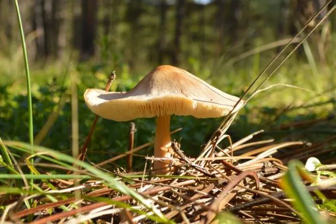 Самый смертоносный гриб в мире изменил способ размножения и стал молниеносно распространяться по территории США