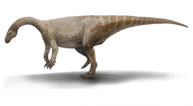 Физики вычислили частоту дыхания платеозавра