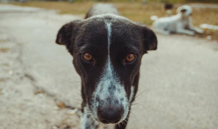 Генетические мутации в организмах чернобыльских собак ставят ученых в тупик