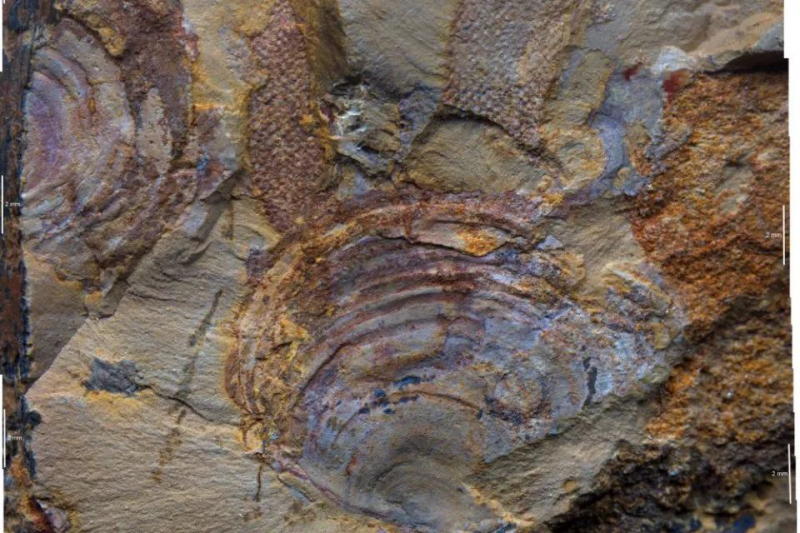 Идентифицирована "странная" форма жизни возрастом 500 миллионов лет