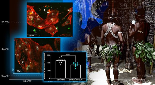 Племена тропических лесов Амазонки оказались устойчивы к болезни Шагаса