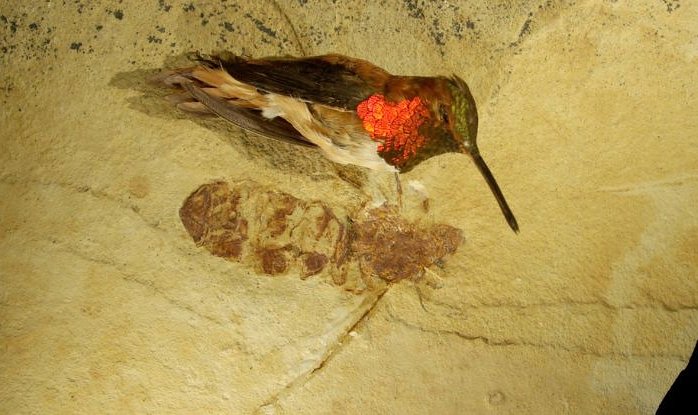 По всему миру находят окаменелости гигантских древних муравьев, которые ставят ученых в тупик 