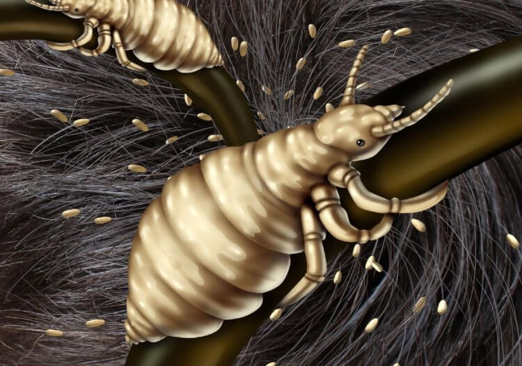 Почему у людей не растет шерсть — самые популярные гипотезы