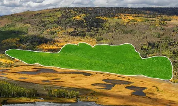 Самый крупный организм Земли медленно поедают прямо у нас на глазах