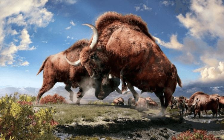 Ученые клонируют древнего бизона, отлично сохранившегося в древней мерзлоте