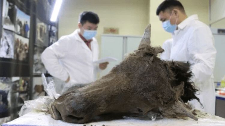Ученые клонируют древнего бизона, отлично сохранившегося в древней мерзлоте