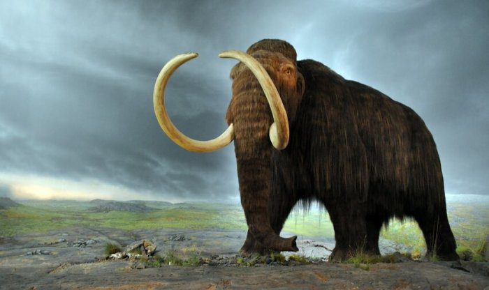 В Австралии изготовили ГМО-фрикадельки из мяса мамонта