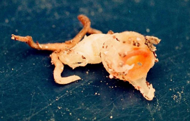 В Японии обнаружили предположительно вымершее нефотосинтезирующее растение